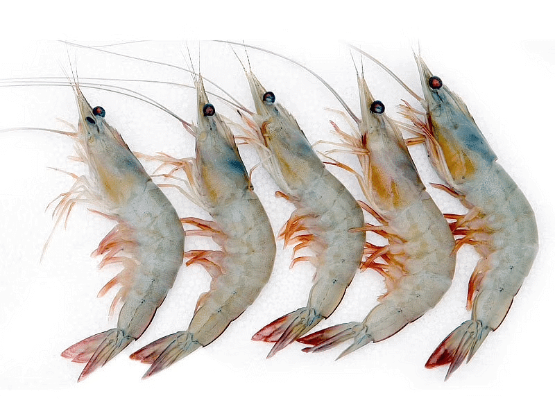 NCERT Solutions for Class 5 Maths - The Fish Tale - 2