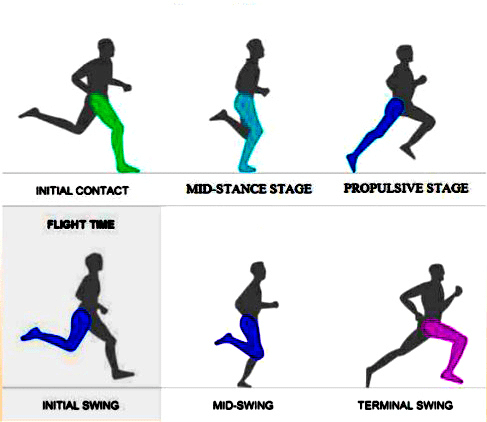 Long Questions With Answers - Biomechanics and Sports | Physical Education Class 12(XII) - Notes & Model Test Papers - Humanities/Arts