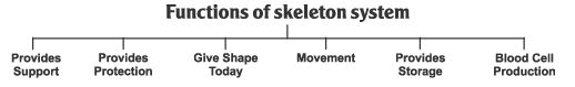 Revision Notes, Fundamentals of Anatomy and Physiology, Physical Education | Physical Education Class 11 (XI) - CBSE and NCERT Curriculum