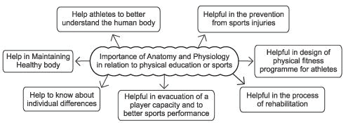 Revision Notes, Fundamentals of Anatomy and Physiology, Physical Education | Physical Education Class 11 (XI) - CBSE and NCERT Curriculum