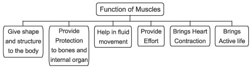 Revision Notes, Fundamentals of Anatomy and Physiology, Physical Education | Physical Education Class 11 (XI) - CBSE and NCERT Curriculum
