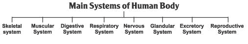Revision Notes, Fundamentals of Anatomy and Physiology, Physical Education | Physical Education Class 11 (XI) - CBSE and NCERT Curriculum