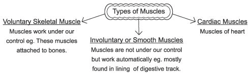 Revision Notes, Fundamentals of Anatomy and Physiology, Physical Education | Physical Education Class 11 (XI) - CBSE and NCERT Curriculum