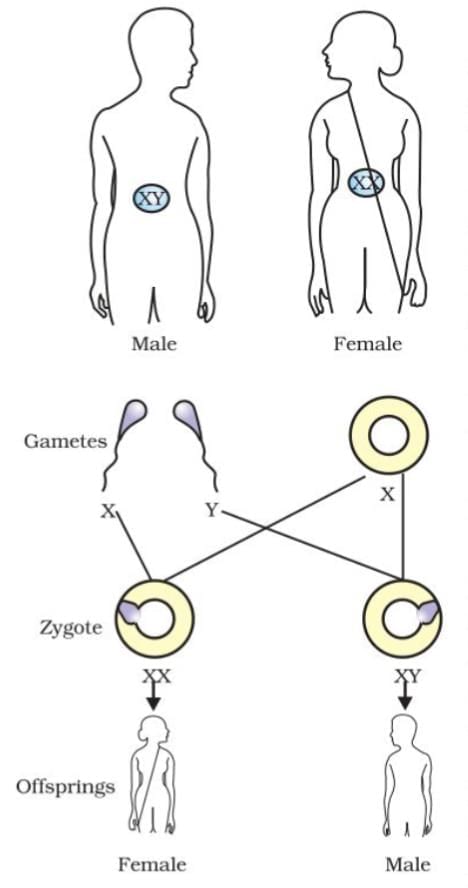 Cheat Sheet: Heredity | Science Class 10