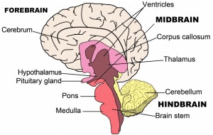 The Structure And Function Of The Human Brain - Class 10