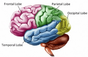 The Structure And Function Of The Human Brain - Class 10