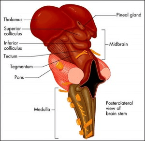 The Structure And Function Of The Human Brain - Class 10