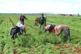 Agriculture & Agricultural Practices - Class 8