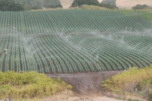Agriculture & Agricultural Practices - Class 8