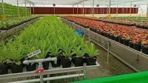 Clean Plant Programme (CPP)