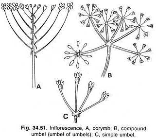 Major Types of Inflorescence - Class 11 PDF Download