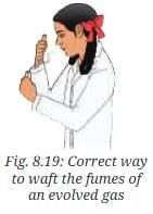 NCERT Based Activity: Nature of Matter: Elements, Compounds, and Mixtures | Science Curiosity Class 8 -  New NCERT