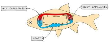 The Human Body Chapter Notes | Year 6 Science IGCSE (Cambridge)
