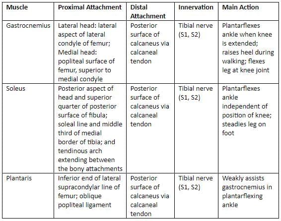 Lower Limb - 2 Chapter Notes | Anatomy - NEET PG