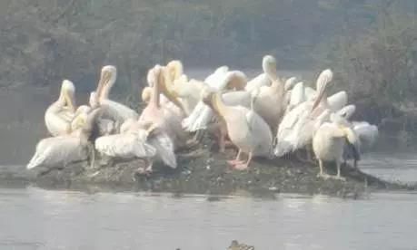 Weather,Climate and Adaptations of Animals to Climate - Class 7