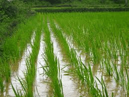 Crop and its Types - Class 8