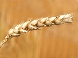 Crop and its Types - Class 8