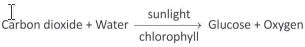 Plant Life Chapter Notes | Biology Class 6 ICSE