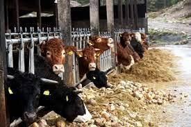 Agriculture - 2 Class 4 Worksheet SST