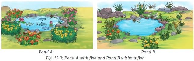 NCERT Based Activity: How Nature Works in Harmony | Science Curiosity Class 8 -  New NCERT
