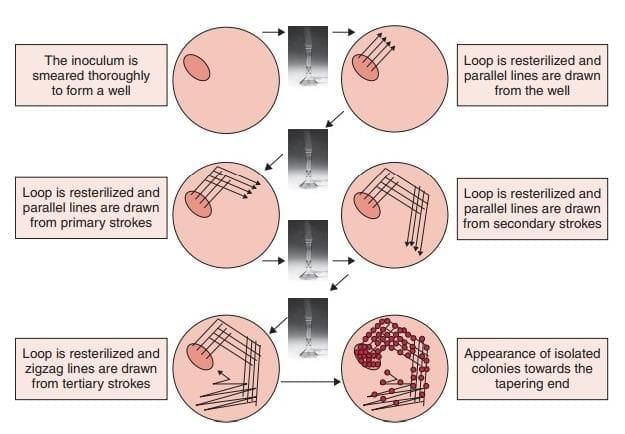 Culture Media & Methods, Identification of Bacteria by Conventional Chapter Notes | Microbiology - NEET PG