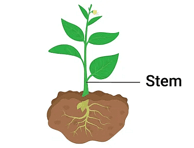 Plants Chapter Notes | Science Olympiad Class 4