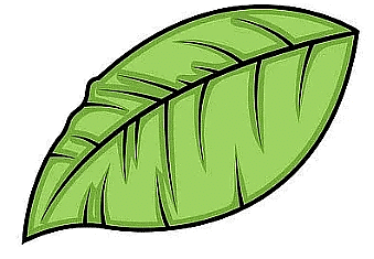 Plants Chapter Notes | Science Olympiad Class 4
