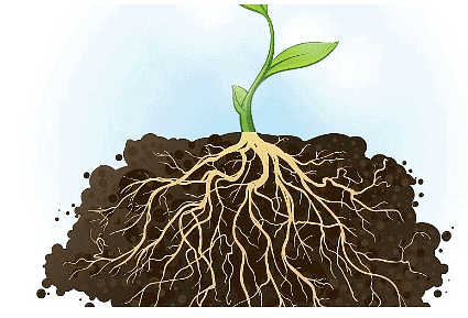 Plants Chapter Notes | Science Olympiad Class 4