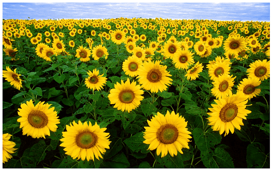 Plants Chapter Notes | Science Olympiad Class 4
