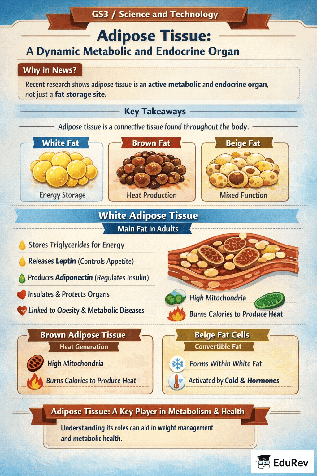 Adipose Tissue: A Dynamic Metabolic and Endocrine Organ