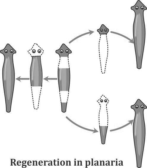 Important Definition: How do Organisms Reproduce? | Science Class 10