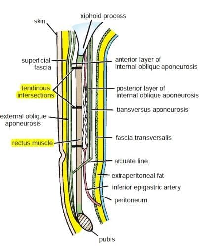 The Umbilicus: Anatomy and Clinical Significance