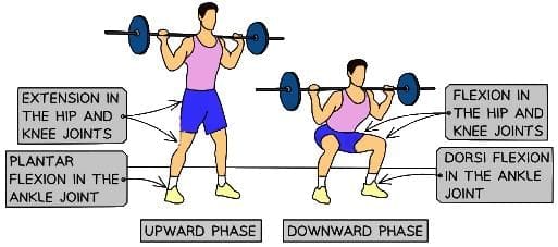 Squat Movement Diagram