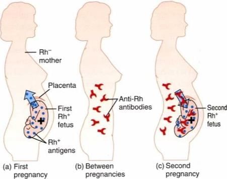 Blood Groups, Lymph & Circulatory pathway | Biology Class 11 - NEET