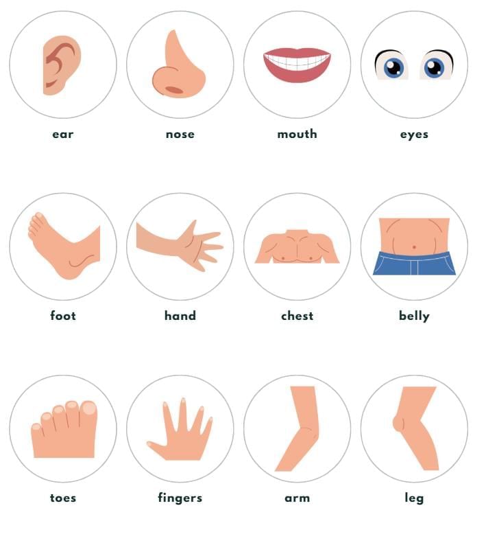 Body Parts Names | EVS for LKG