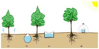 Worksheet Solutions: It`s Raining - 2 | EVS for Class 3