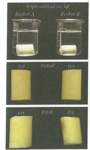 Experimental set-up, and initial and final states of potato pieces in (a) plain water, and (b) 20 per cent salt solution