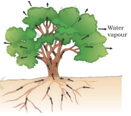 Class 10 Science Chapter 5 Question Answers - Life Processes