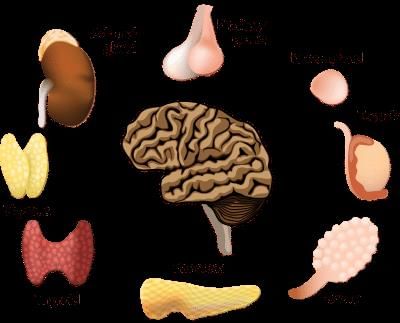 Revision Notes: Endocrine Glands - The Producers of Chemical Messengers | Biology Class 10 ICSE