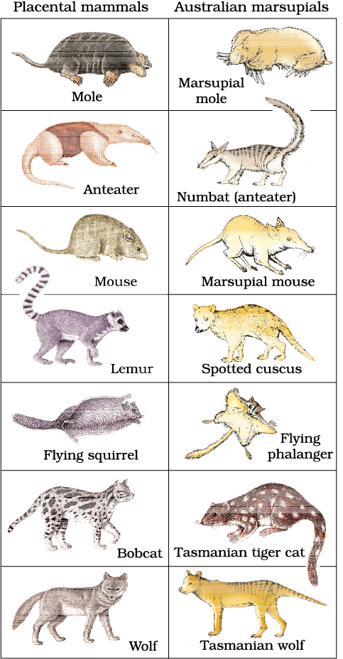 Picture showing convergent evolution of Australian Marsupials and placental mammals