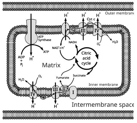 Mitochondrial Structure