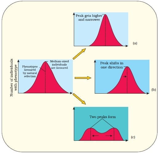 Diagrammatic representation of the operation of natural selection on different traits : (a) Stabilising (b) Directional and (c) Disruptive