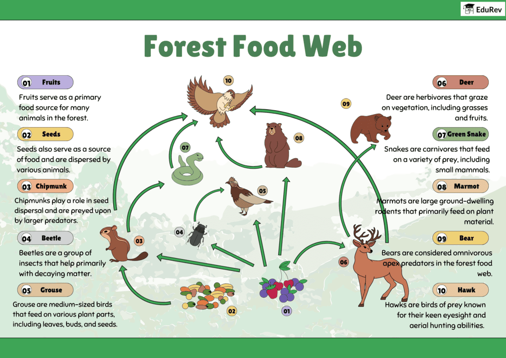 Infographics: Forest Food Web | Science Class 10