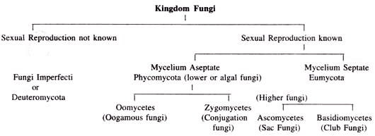 Kin Fungus - Software Testing