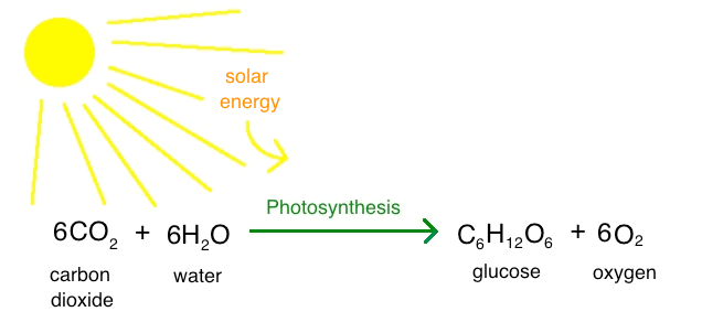 What is Living & its Characteristics | Biology Class 11 - NEET