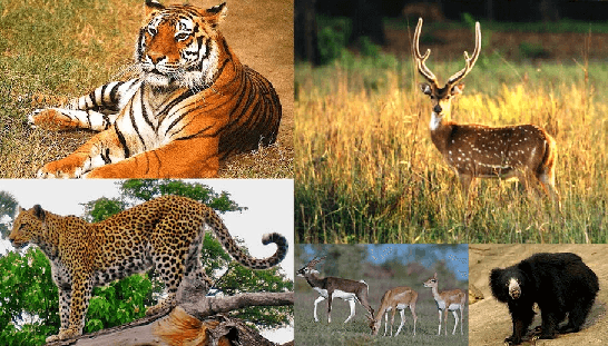 Class 10 Geography Chapter 2 Extra Question Answers - Forest and Wildlife Resources (Deducted from CBSE 2021-22 examination)