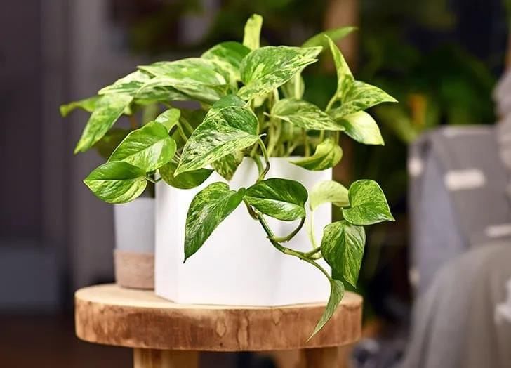 Life Processes in Plants Class 7 Notes Science Chapter 10 Free PDF