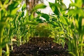 Environment & Ecology - 5 | Current Affairs & Hindu Analysis: Daily, Weekly & Monthly - UPSC