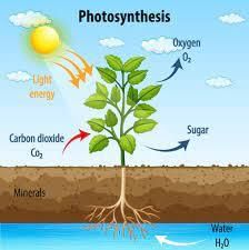 How Do Plants Make Their Food - 2 Class 6 Worksheet Science