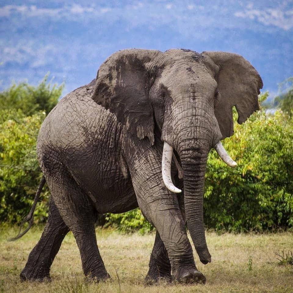 Shankar IAS Summary: Conservation Efforts | Famous Books for UPSC Exam (Summary & Tests)